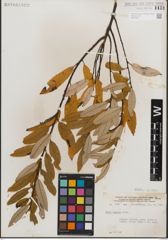 Foto von Salix humilis Marshall